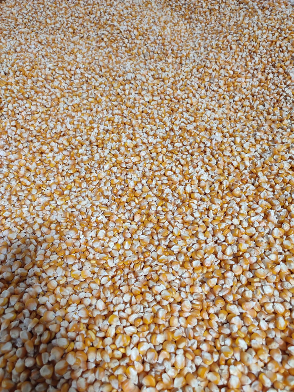 Corn Grain